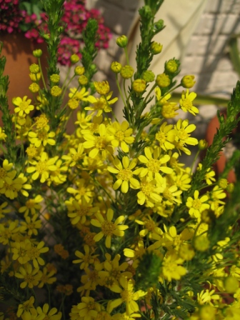 ゴールデンクラッカー