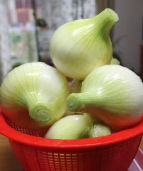 タマネギ