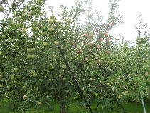 りんご２.JPG