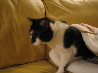 呼ばれたから♪