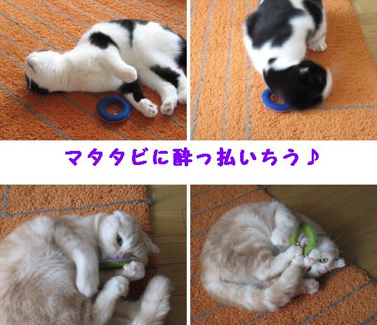 猫コロリに酔う