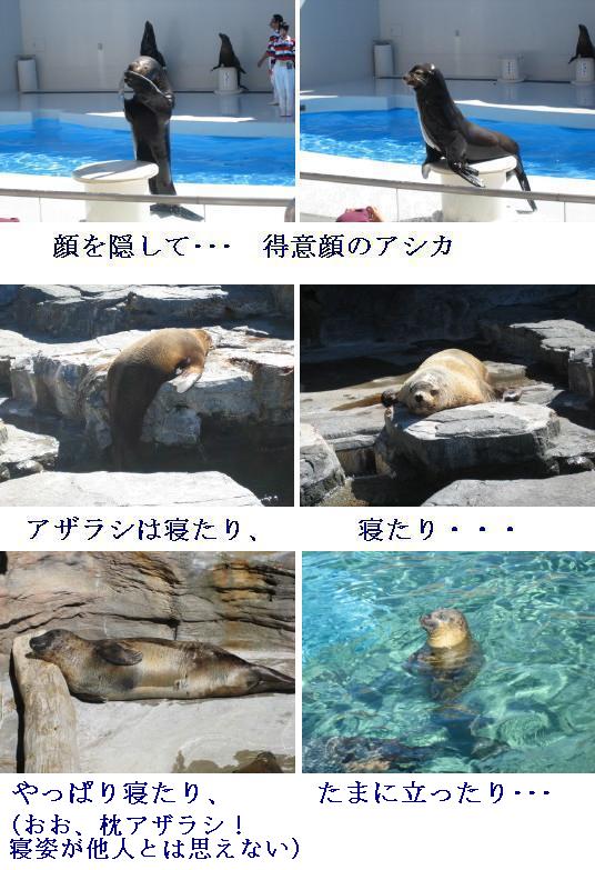 愉快な海獣たち