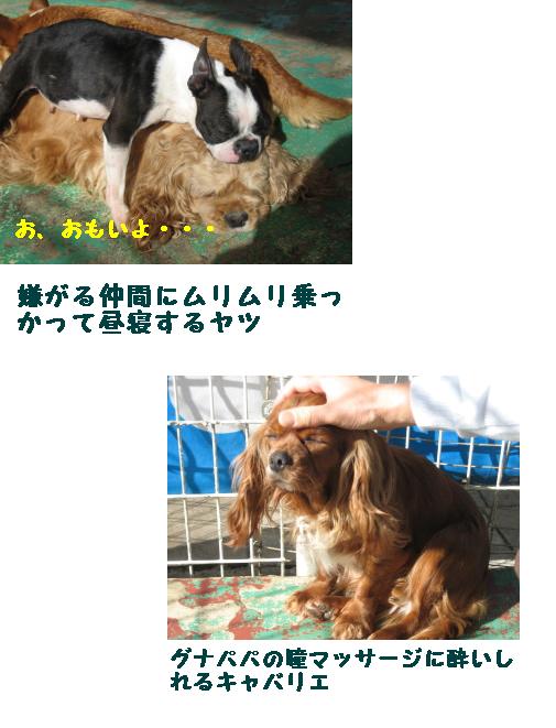 お笑い犬たち