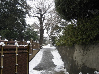 妙蓮寺