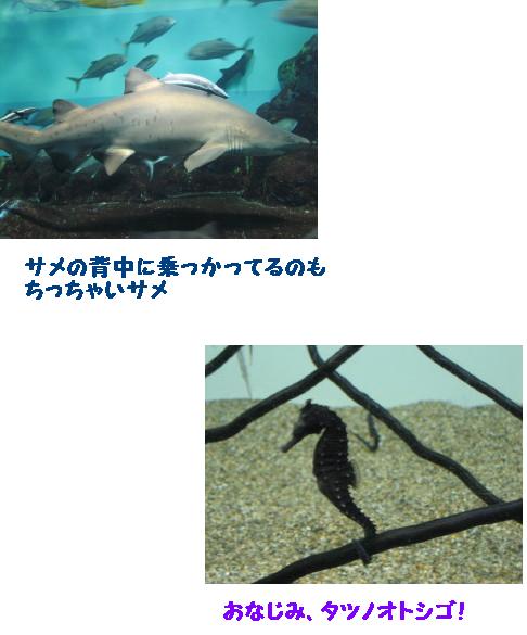 水族館の中間達２