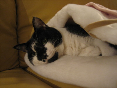 起こされたグナ