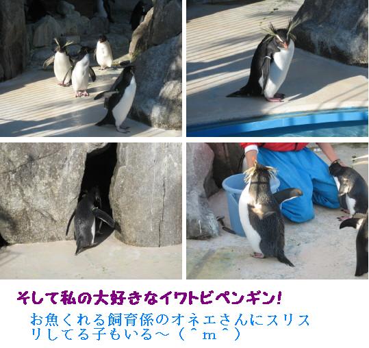 イワトビペンギン