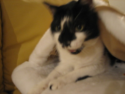 お返事は～い！