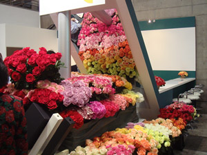 expo_rose