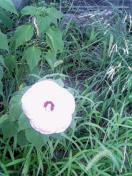 いのちのひかり