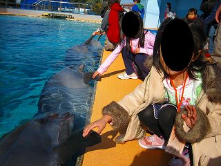 いるかと握手☆