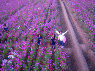 一面の　コスモス畑