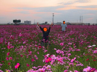 一面のコスモスです