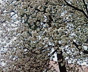 20060422164027.jpg