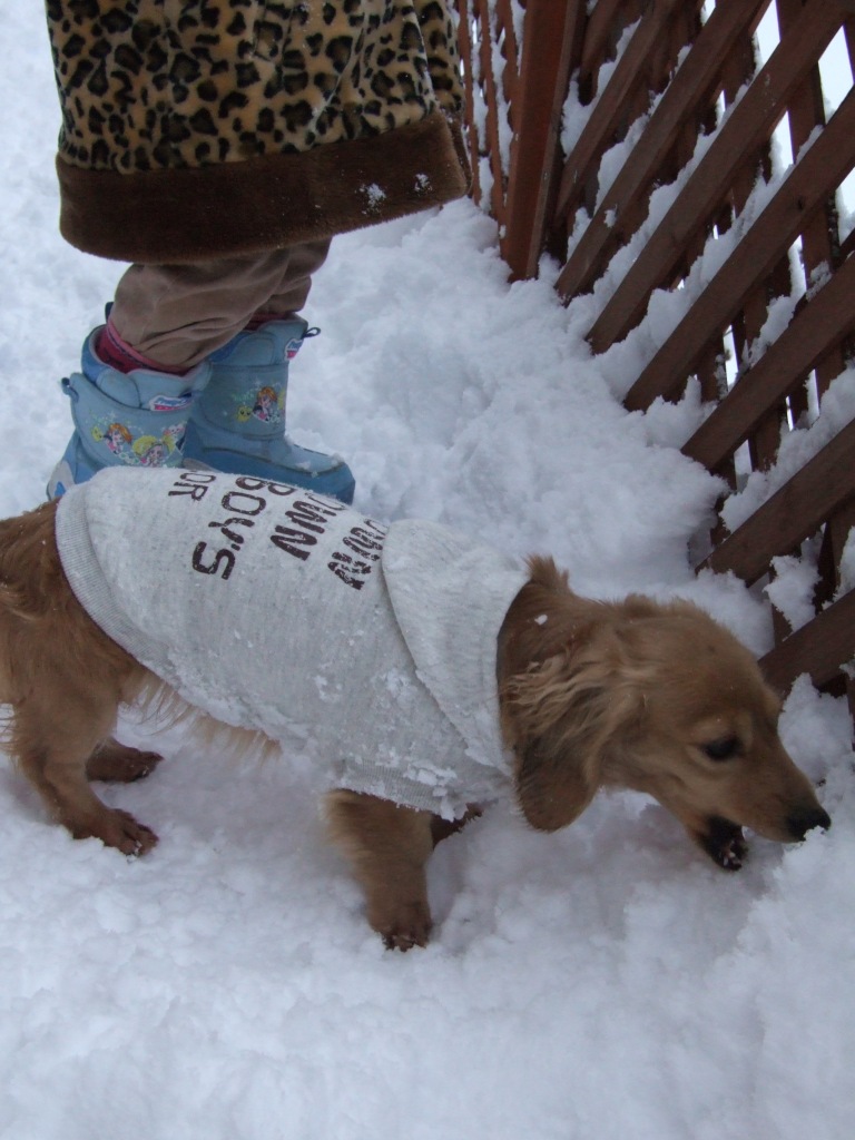 雪食べてる　