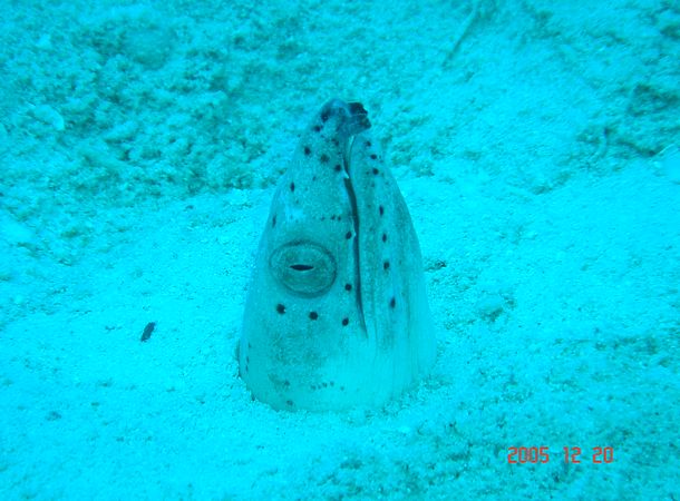 ミナミホタテウミヘビ