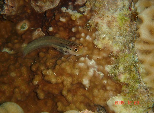 イシカキカエルウオ