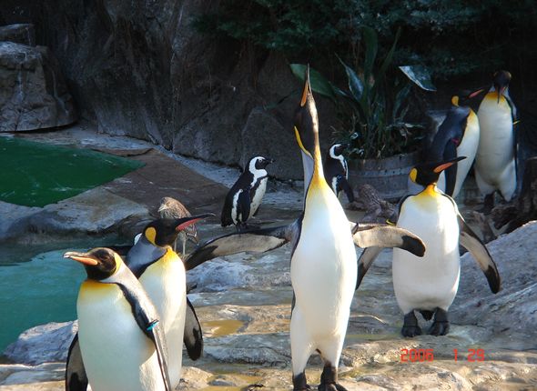 ペンギン