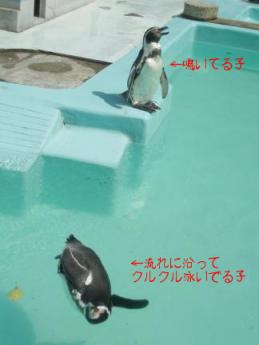 フンボルトペンギン　