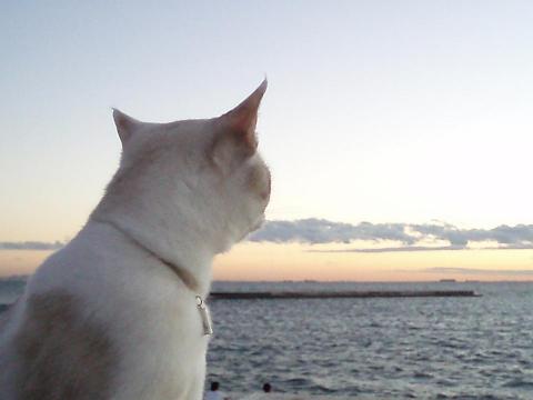 海のオス猫　たそがれ