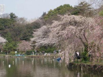 桜