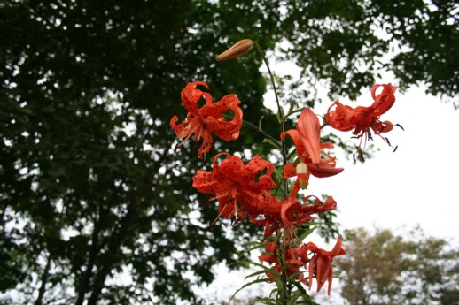 百合の花