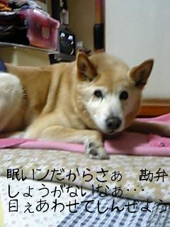 コロ3