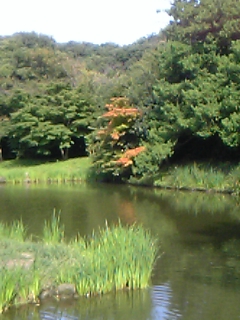紅葉し始め？