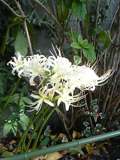 白い彼岸花？