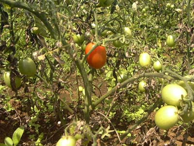 トマトの木