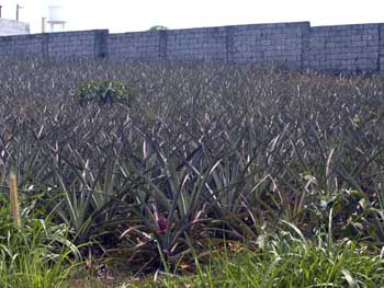 パイナップル畑