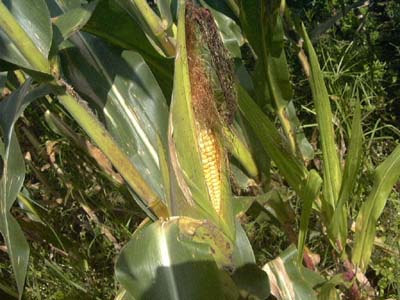 とうもっころし