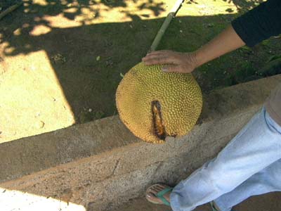 ジャックフルーツ