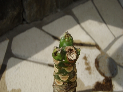P4150006.jpg