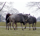 wildebeest.jpg