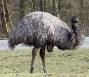 emu.jpg