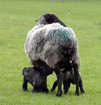 2804sheepandlamb.JPG