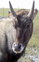 nilgai.jpg