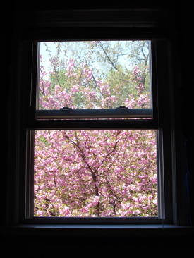 ベットルーム窓のさくら.jpg
