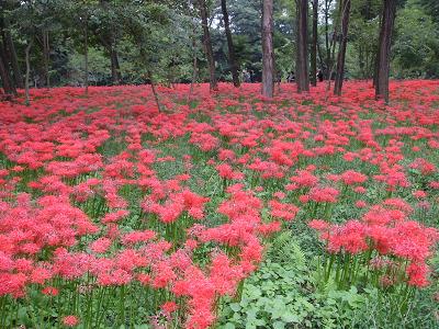 曼珠沙華３.JPG