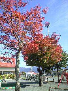 紅葉