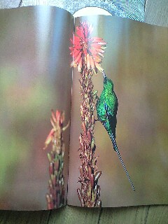 日本野鳥の会
