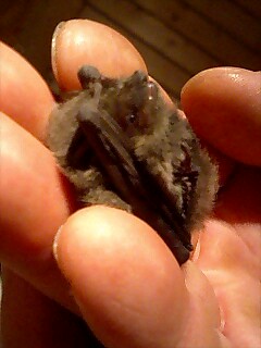 こおもりちゃん