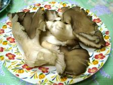 おおきなきのこ