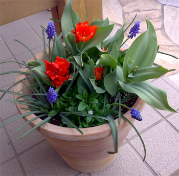 チューリップとムスカリの大鉢。