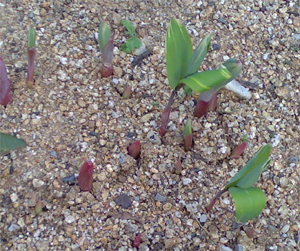 ナルコユリの新芽。