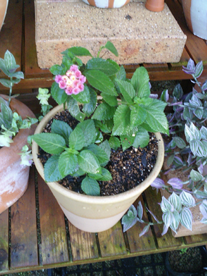 ランタナ七変化