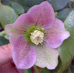 お舅さんのクリロー。ピンク２号。