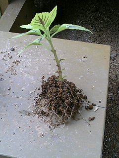 コリウスのねっこ。