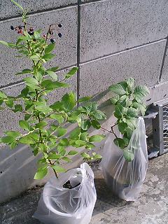 ブルーベリイとスモークツリイ。